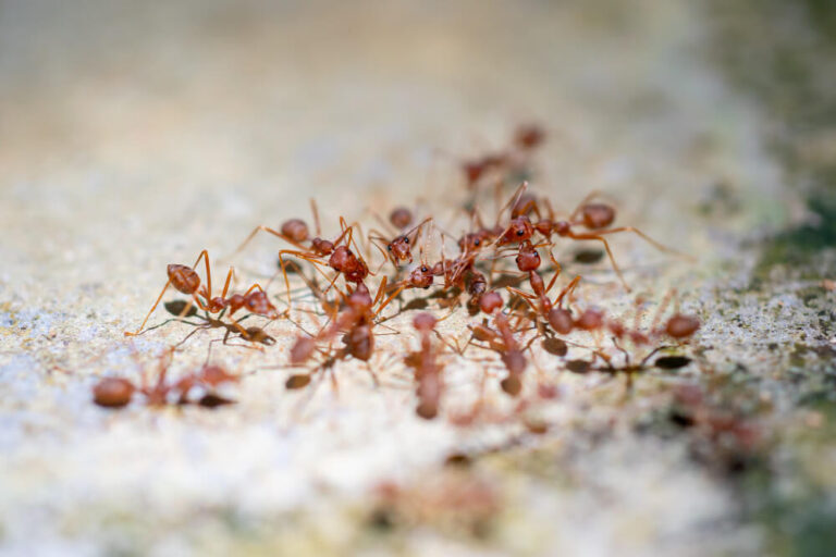 W jaki sposób należy prowadzić domową hodowlę mrówek?